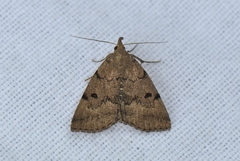 Zanclognatha dentata