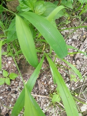 Setaria barbata