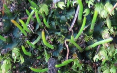 Anthoceros