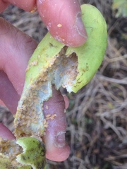 Pistacia terebinthus palaestina