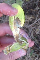 Pistacia terebinthus palaestina