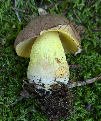 Butyriboletus