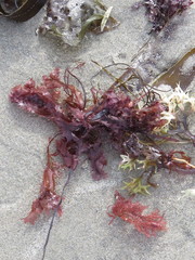Phycodrys rubens