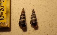 Zeacumantus lutulentus