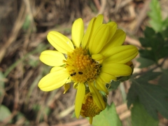 Chrysanthemum lavandulifolium