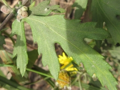 Chrysanthemum lavandulifolium