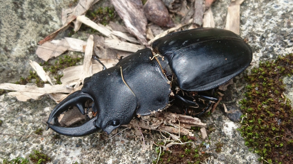 Odontolabis leuthneri