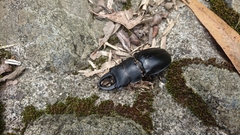 Odontolabis leuthneri