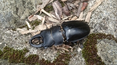 Odontolabis leuthneri