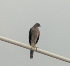 Accipiter badius