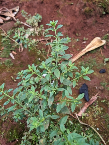 Licorice Weed
