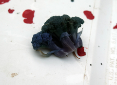 Brassica oleracea italica