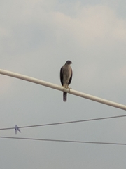 Accipiter badius