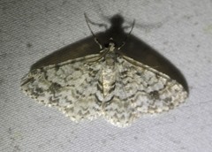 Myrioblephara desumpta