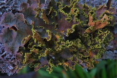 Crocodia