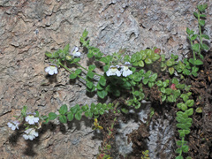 Chaenorhinum villosum