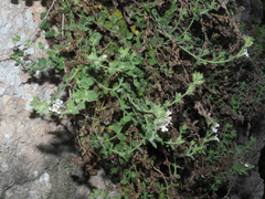 Chaenorhinum villosum