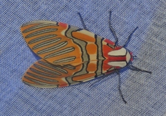 Anaxita decorata