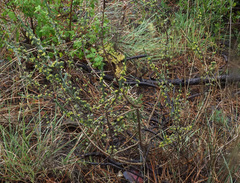 Thymelaea argentata