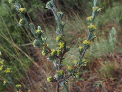 Thymelaea argentata