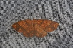 Nematocampa