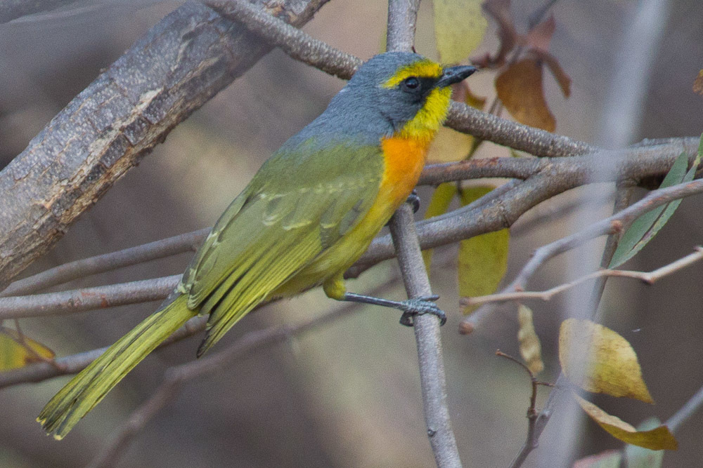 Sulphur-breasted Bushshrike photo