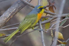 Orange-Breasted Bushshrike photo 1