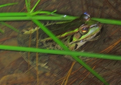 Lithobates lenca