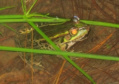 Lithobates lenca