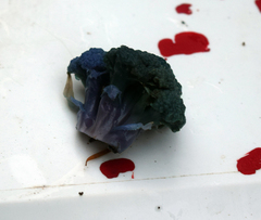 Brassica oleracea italica