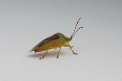 Elasmostethus interstinctus