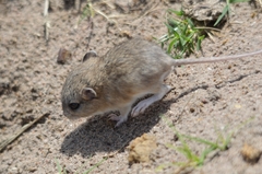 Gerbilliscus afer