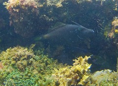 Meuschenia flavolineata