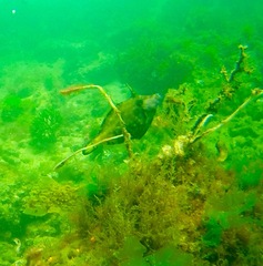 Meuschenia flavolineata