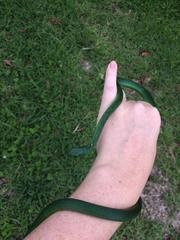 Philothamnus natalensis