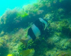 Pseudogoniistius nigripes