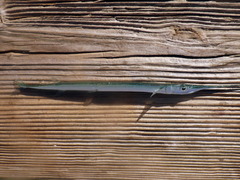 Timucu photo 4