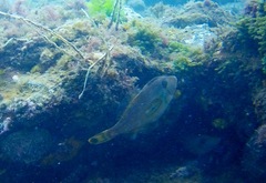 Meuschenia hippocrepis