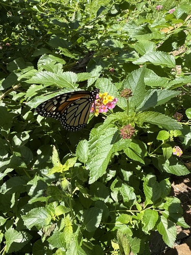 Monarch photographed in South Carolina