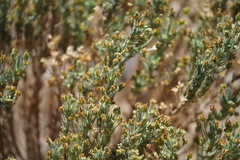 (c) Diego Rodríguez Hernández, some rights reserved (CC BY) Plantago webbii, photograph (c) Diego Rodríguez Hernández, some rights reserved (CC BY)
