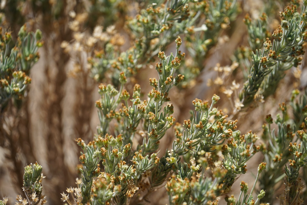 Plantago webbii; photograph (c) Diego Rodríguez Hernández, some rights reserved (CC BY)