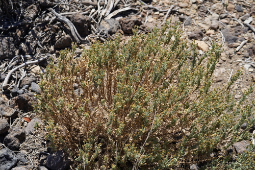 Plantago webbii, photograph 5