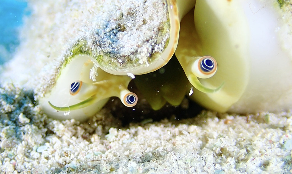 Photo of Milk conch (Lobatus costatus)