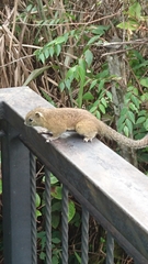 Callosciurus orestes