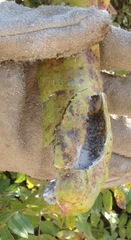 Baizongia pistaciae
