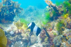 Pseudogoniistius nigripes