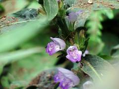 Hygrophila pogonocalyx