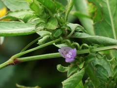 Hygrophila pogonocalyx