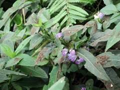 Hygrophila pogonocalyx