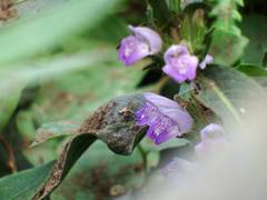 Hygrophila pogonocalyx